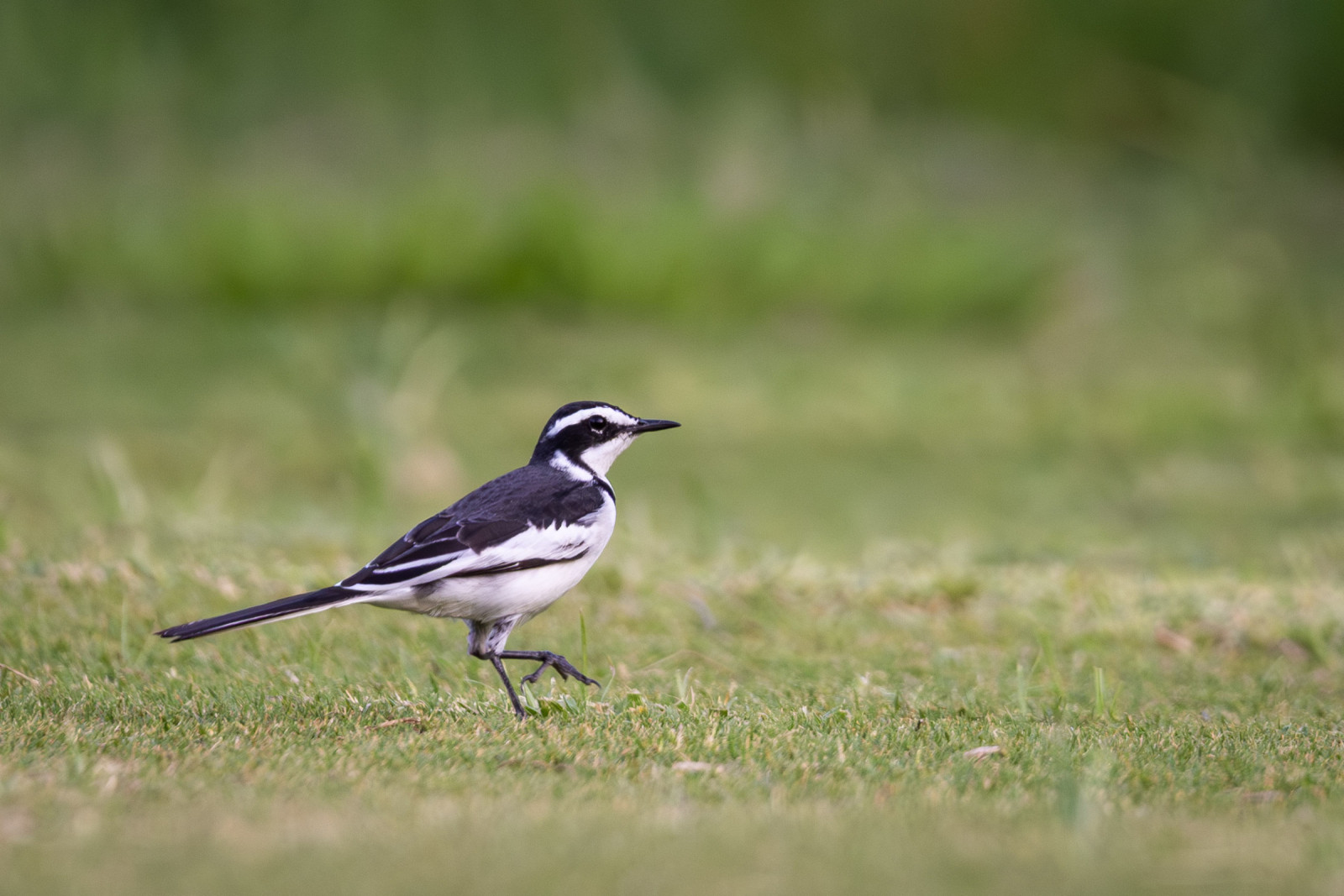 image African Pied Wagtail